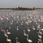 Outdoor_Cycling_Track_at_Al_Qudra_and_activities